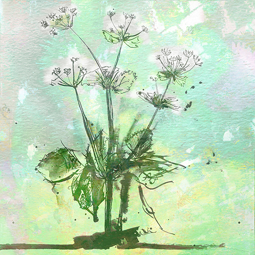 Cow Parsley