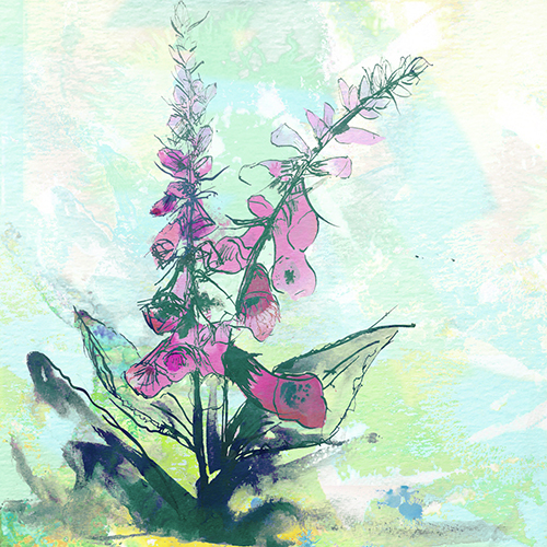 Foxgloves_ink